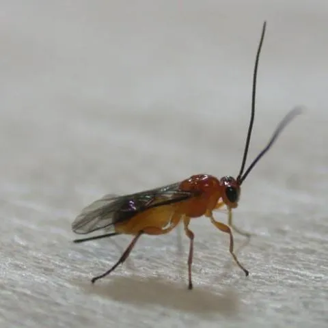thumbnail for publication: Wasp Parasitoid Utetes anastrephae (Viereck) (Insecta: Hymenoptera: Braconidae)
